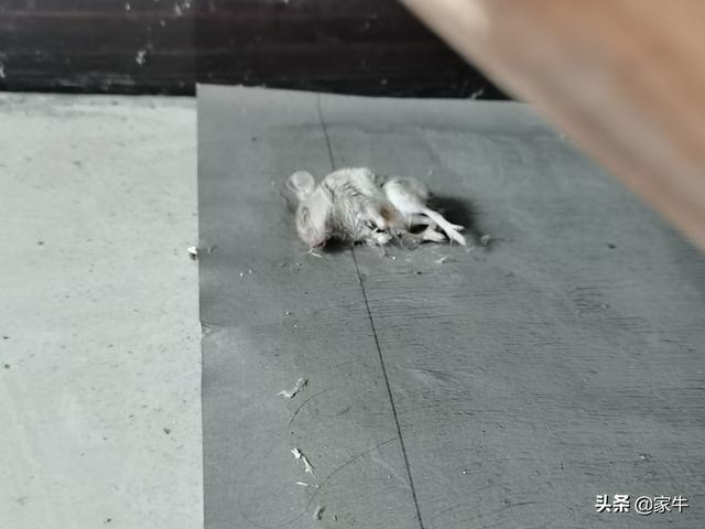 斑点池龟身上白毛（家牛的宠物龟草金鱼