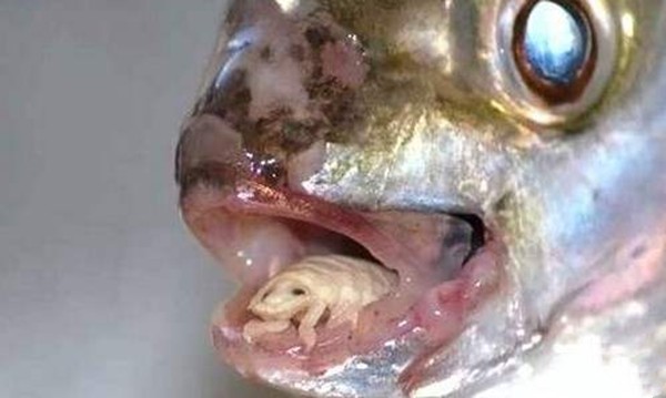 世界十大饮食最神秘的动物 世界上最诡异的动物