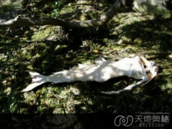 1962年美人鱼目击事件是怎么回事？小人鱼有着和鱼一般的皮肤