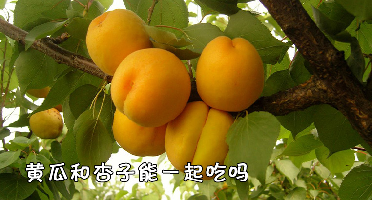 黄瓜和杏子能一起吃吗