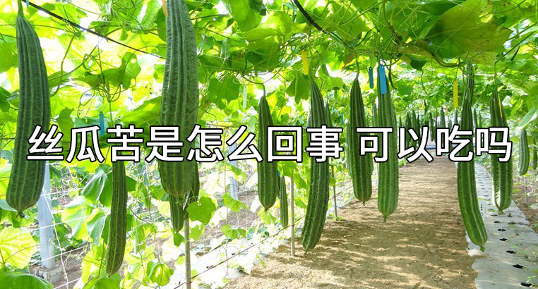 丝瓜苦是怎么回事 可以吃吗