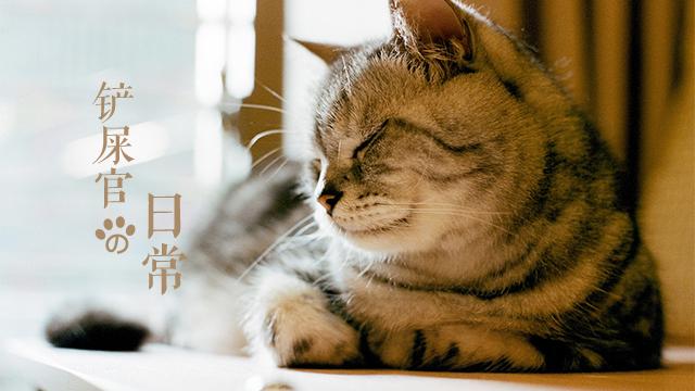 最近很火的跟猫咪有关的游戏