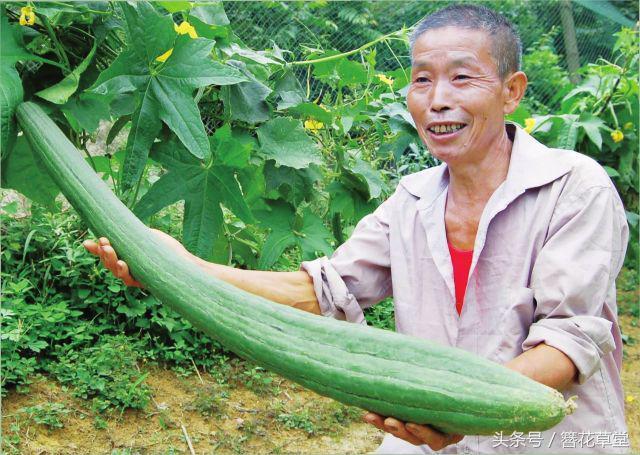 农村辛苦种出来的丝瓜