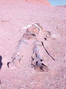 原创直到今天彭加木的失踪仍是一个谜