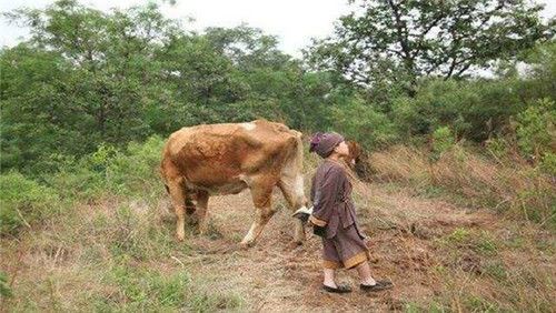 原创朱元璋给地主刘德放牛7年，他称帝后衣锦还乡，是怎么对刘德的？