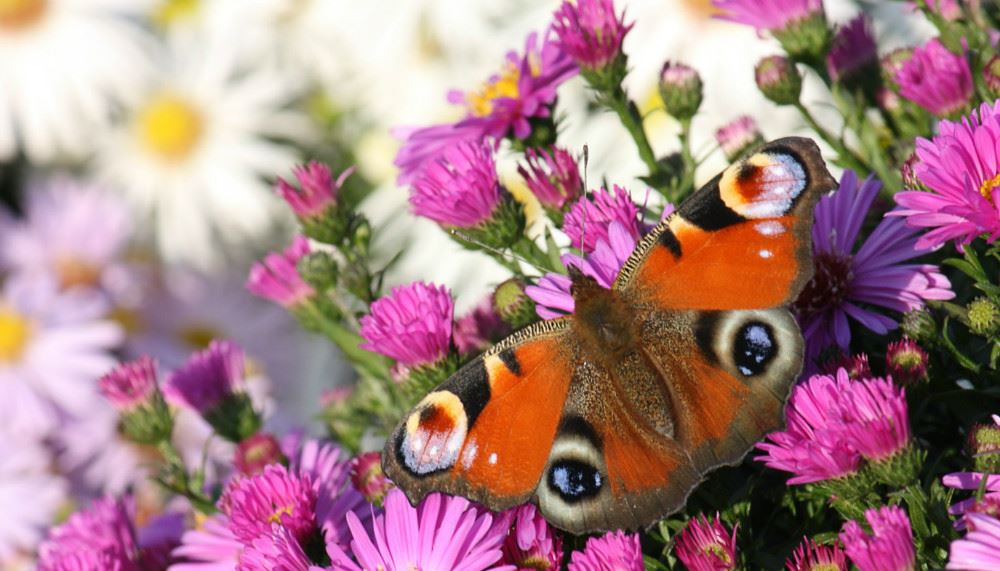 原创内向造句和解释_内向的例句有哪些-小孩子点读