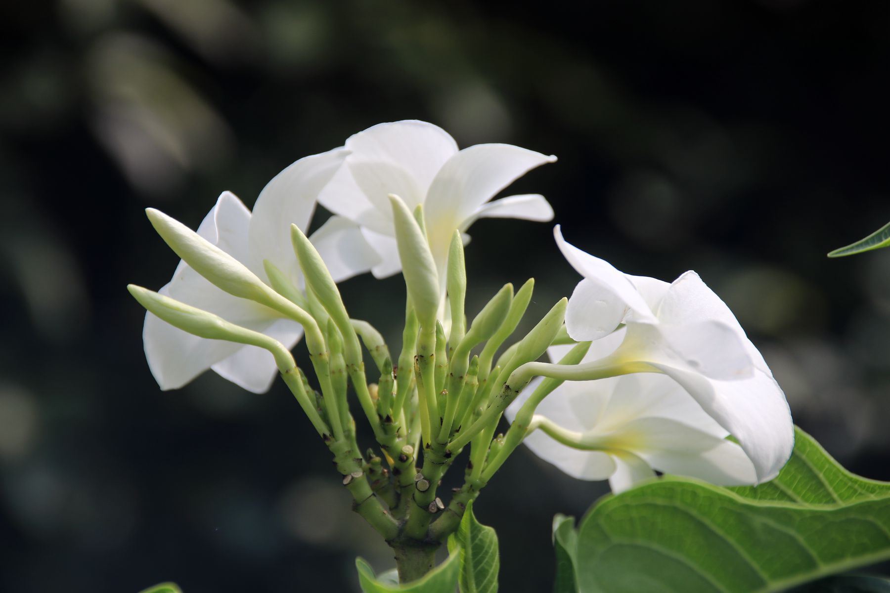 原创“如果有人谤你、欺你、辱你，你如何处置？”曾国藩：你且看我