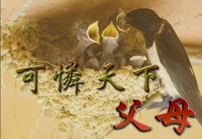 可怜天下父母心，这句话出自哪里？