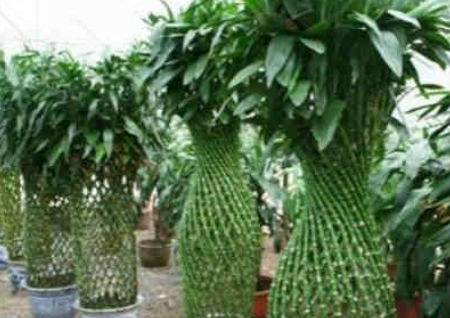 风水中最招财的植物