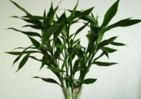 家里种什么植物风水好