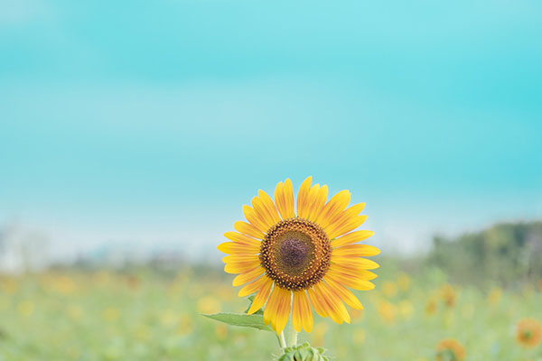 《中兴馆阁书目》主要内容简介及赏析