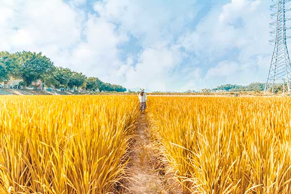 《三藩纪事本末》主要内容简介及赏析