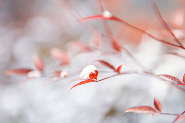 《开天传信记》主要内容简介及赏析