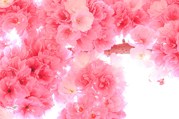 《大明令》主要内容简介及赏析