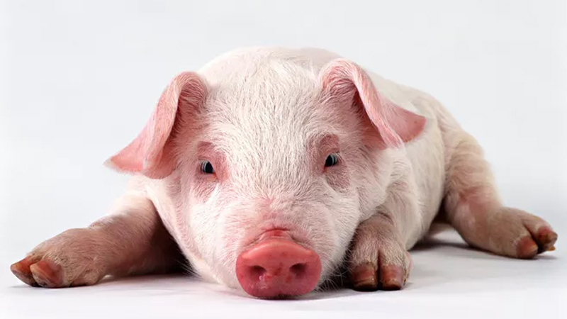 属猪巨蟹女性格