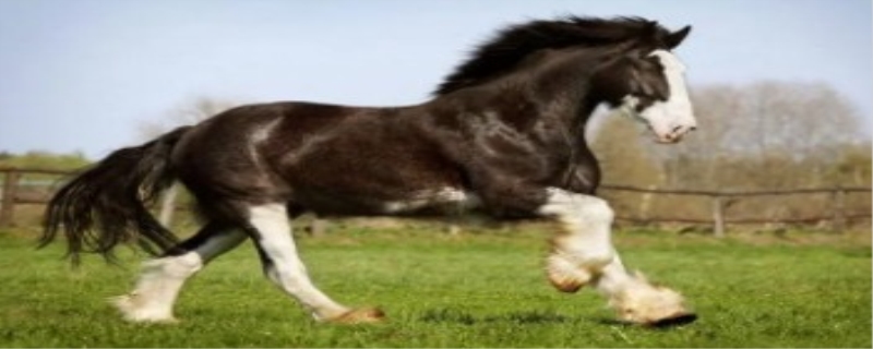 属马的性格和脾气
