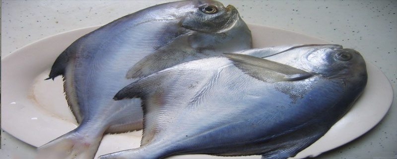 白鲳鱼钓底还是钓浮漂