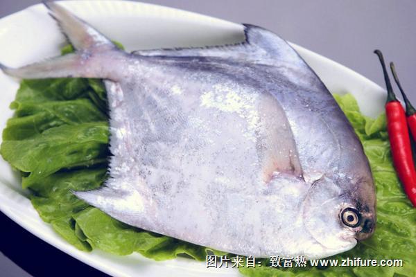 金鲳鱼和白鲳鱼的区别是什么？