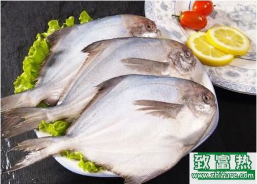 2020养白鲳鱼赚钱吗？2020白鲳鱼养殖前景及市场价格行情分析