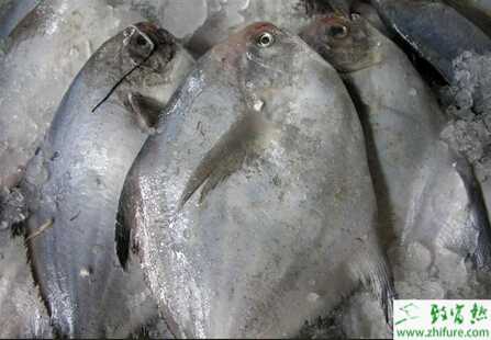 淡水白鲳成鱼养殖的前的准备