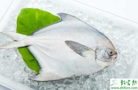 养殖淡水白鲳越冬期间小瓜虫病的防治