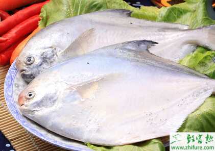 养殖淡水白鲳越冬期间斜管虫病车轮虫病的防治