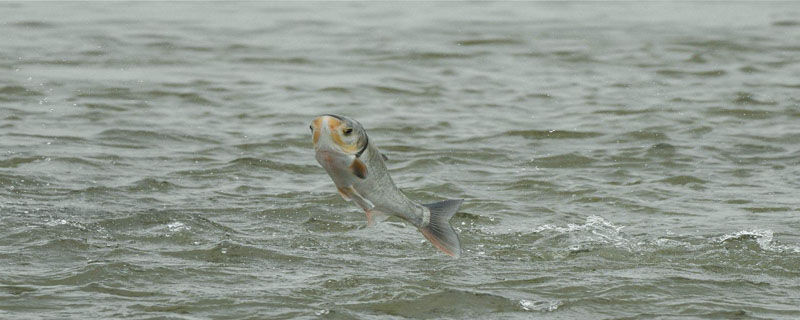 白鲢喜欢酸臭还是草莓
