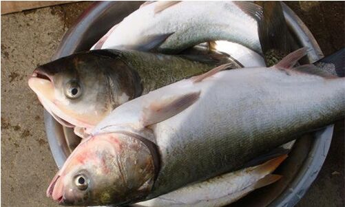 2020养白鲢赚钱吗？2020白鲢养殖前景及市场价格行情分析