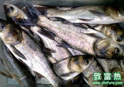 2022养白鲢赚钱吗？2022白鲢养殖前景及市场价格行情分析