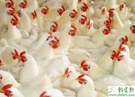 养白羽肉鸡赚钱吗？笼养白羽肉鸡养殖技术