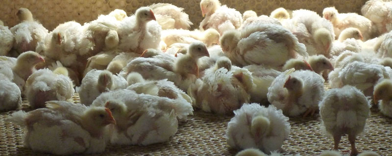 白羽肉鸡多久下蛋