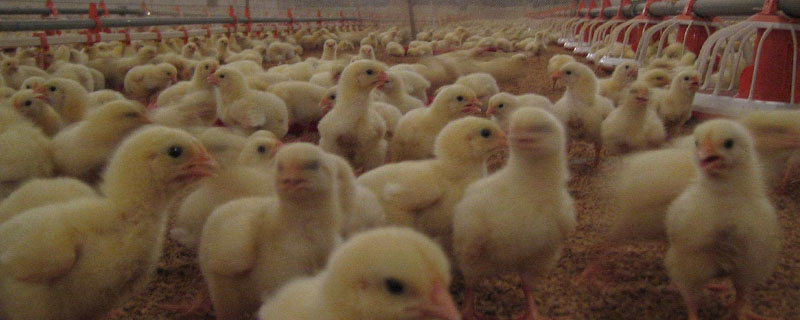 白羽肉鸡如何控料