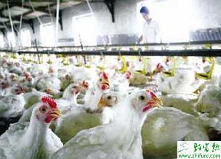 养白羽肉鸡赚钱吗？