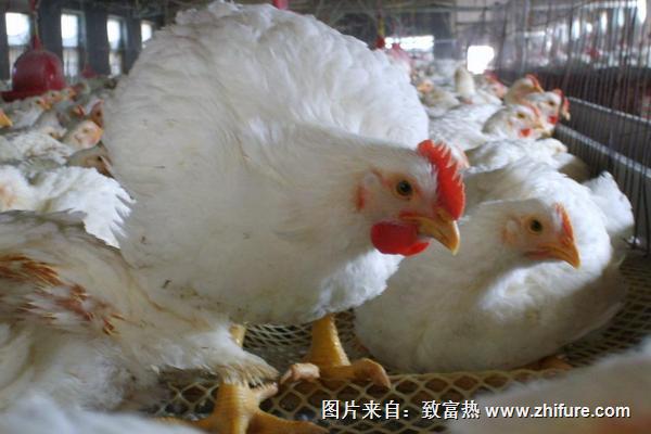 2022养白羽肉鸡赚钱吗？白羽肉鸡养殖的利润与投资成本及前景预测