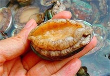 如何挑选新鲜的鲍鱼