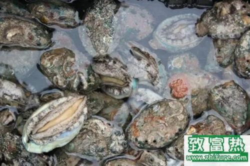 2020养鲍鱼赚钱吗？2020鲍鱼养殖前景及市场价格行情分析