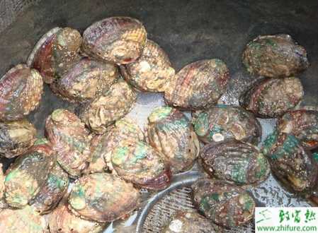 养殖鲍鱼气泡病的防治