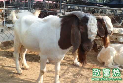 2022养波尔山羊赚钱吗？2022波尔山羊养殖前景及市场价格行情分析