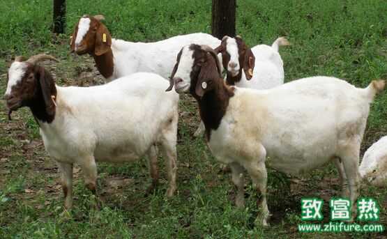 2022养波尔山羊赚钱吗？2022养波尔山羊前景及市场价格行情分析