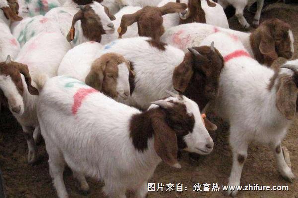 2022养波尔山羊赚钱吗？波尔山羊养殖的利润与投资成本及前景预测