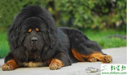 2022养藏獒赚钱吗？2022藏獒养殖前景及市场价格分析