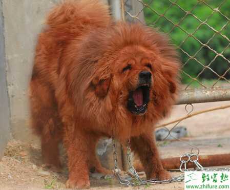 养殖藏獒藏獒的交配过程需注意事项