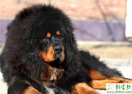 养藏獒赚钱吗？