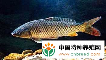 草鱼成鱼的江河网箱养殖