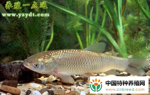 草鱼吃麦芽，身价翻一翻