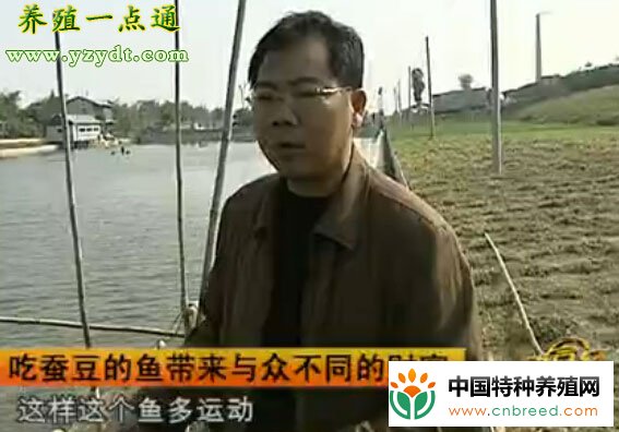 草鱼吃蚕豆，南鱼北卖效益高