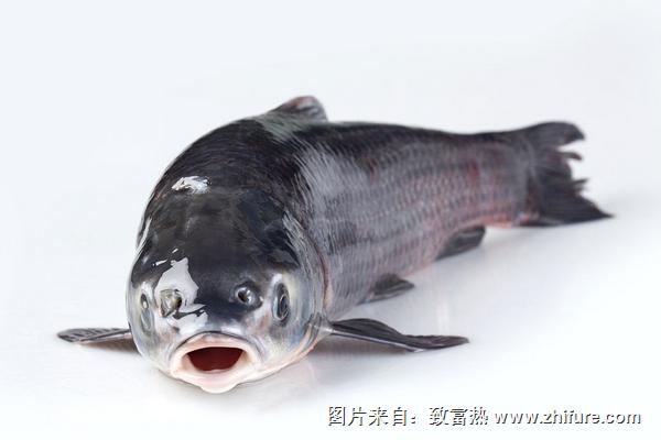 草鱼喜欢吃什么？