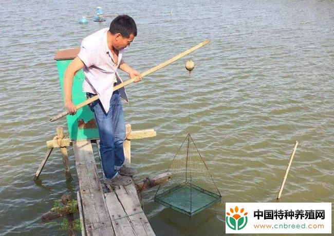 南美白对虾+草鱼混养经验分享，分层混养水体利用效率高