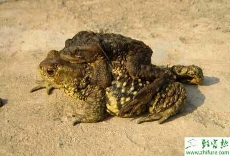 养殖蟾蜍的"五要点"