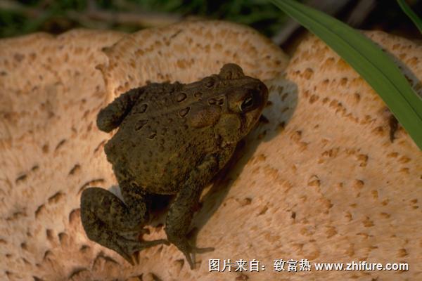 蟾蜍和癞蛤蟆的区别是什么？